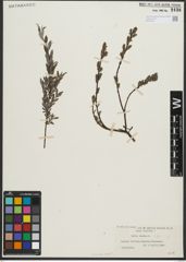 Foto von Salix repens subsp. repens L.